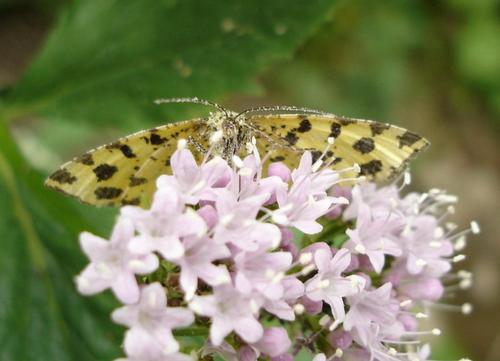 Pseudopanthera macularia