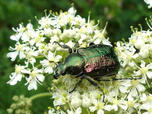 Gnorimus nobilis