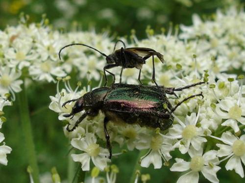 Gnorimus nobilis