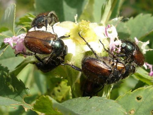 Phyllopertha horticola