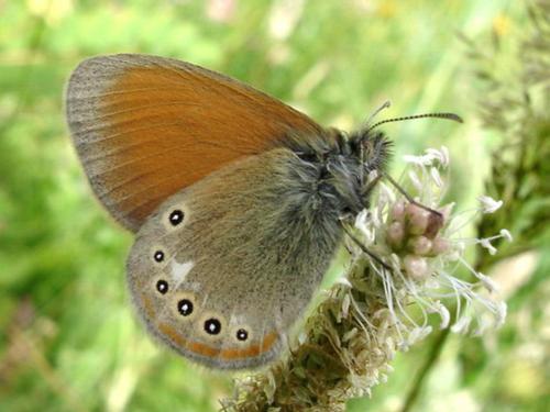 photo de papillon