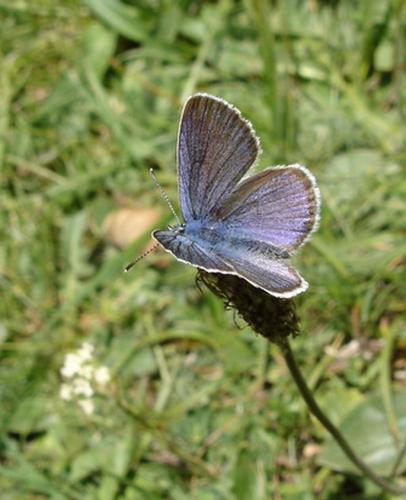 Cyaniris semiargus