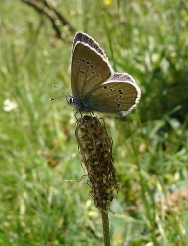 Cyaniris semiargus