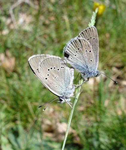 Réf. 10 418 : Cyaniris semiargus