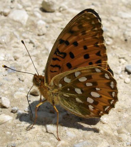 Argynnis aglaja