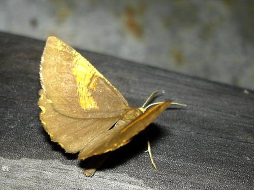 Angerona prunaria