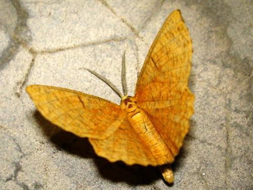 Réf. 10 706 : Angerona prunaria