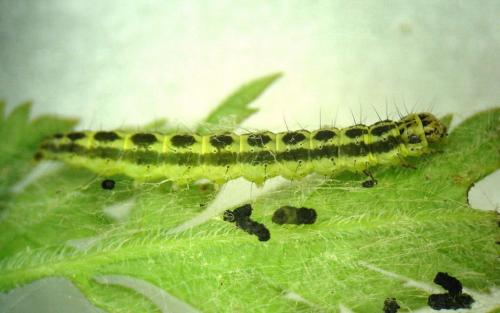 Depressaria chaerophylli