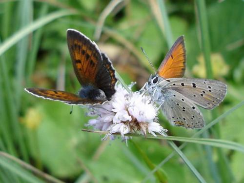 Lycaena hippothoe