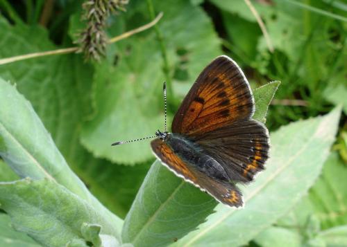 Réf. 10 776 : Lycaena hippothoe