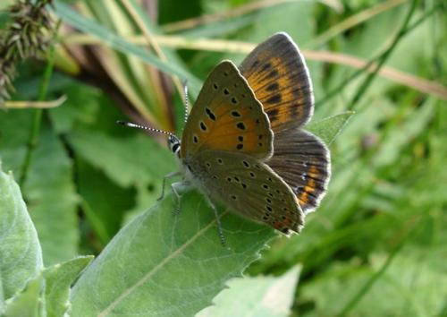 Réf. 10 777 : Lycaena hippothoe