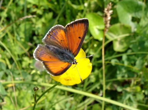 Lycaena hippothoe