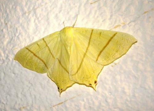 Réf. 10 947 : Ourapteryx sambucaria