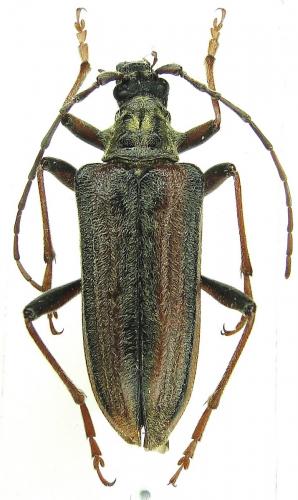 Oxymirus cursor