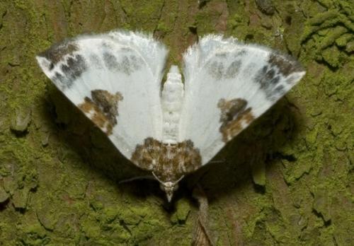 Plemyria rubiginata