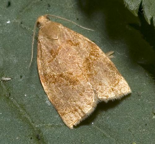 Réf. 10 743 : Archips rosana