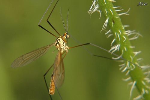 Nephrotoma flavescens