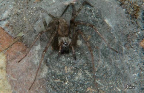 Tegenaria parietina