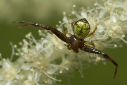 Réf. 10 114 : Ebrechtella tricuspidata
