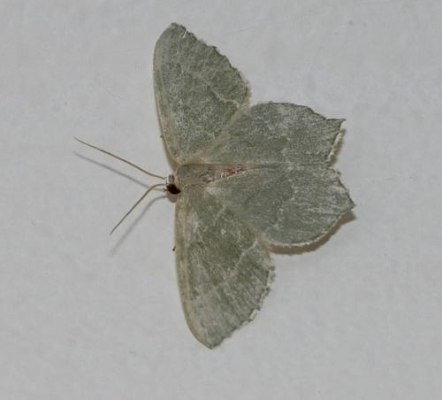 Réf. 10 941 : Hemithea aestivaria