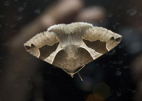 Réf. 10 896 : Dysgonia algira