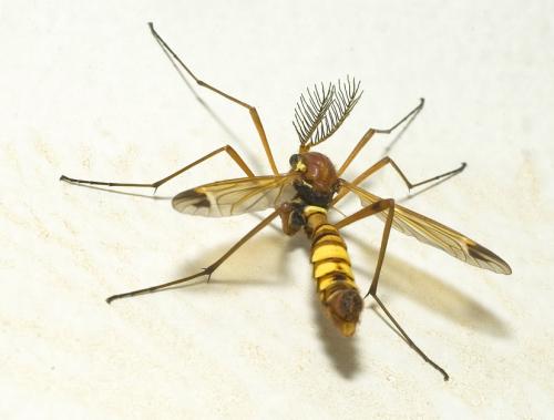 Réf. 10 039 : Ctenophora ornata