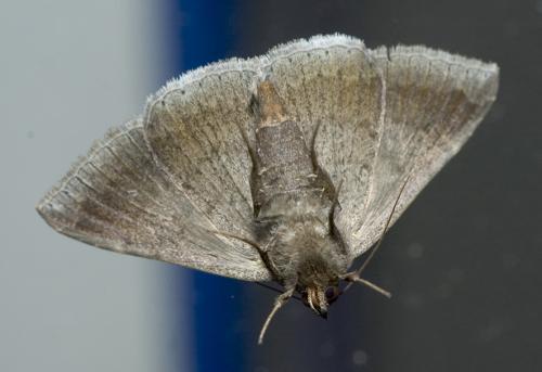Réf. 10 897 : Dysgonia algira