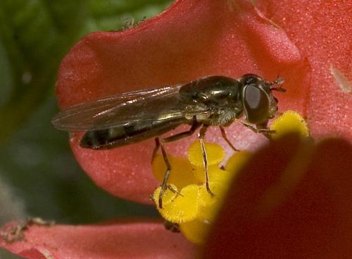 Réf. 10 779 : Platycheirus sp.