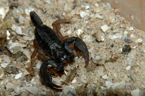 Euscorpius concinnus