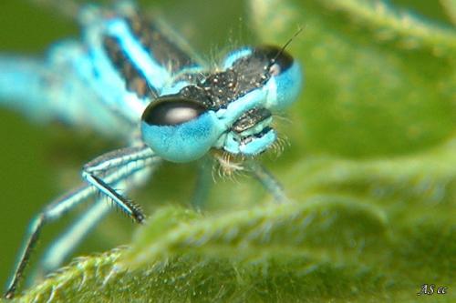 Coenagrion puella