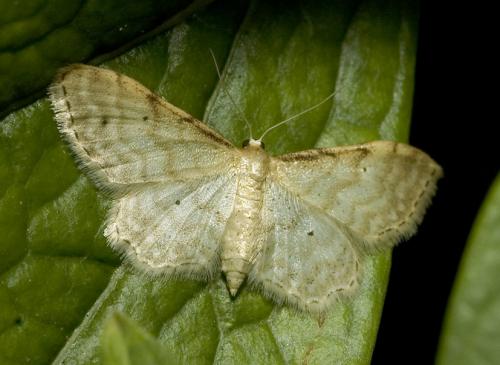 Idaea fuscovenosa