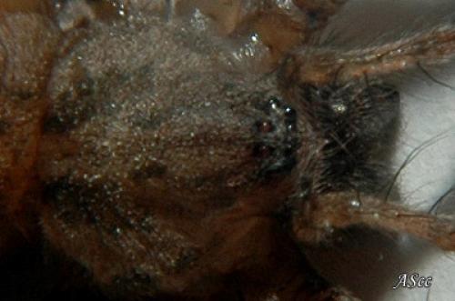 Réf. 10 770 : Tegenaria parietina