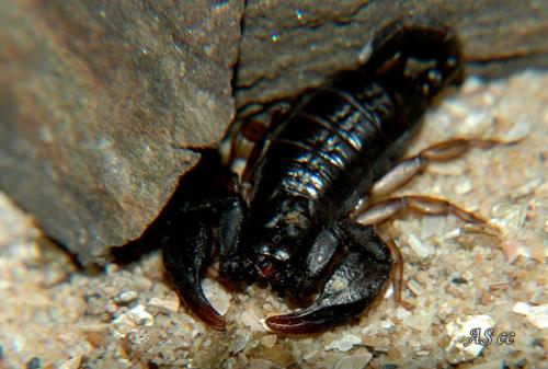 Euscorpius concinnus