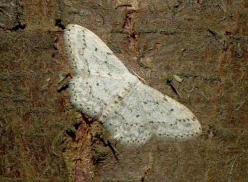 Idaea seriata