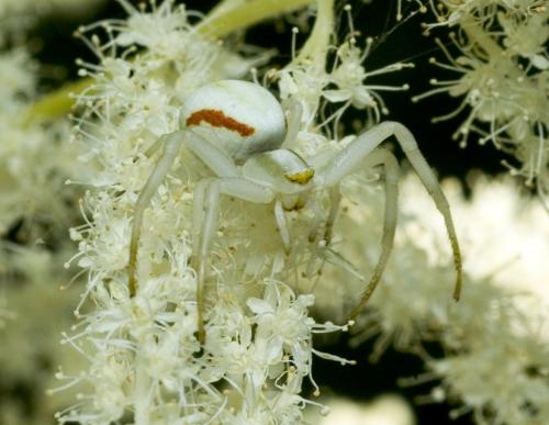 Misumena vatia