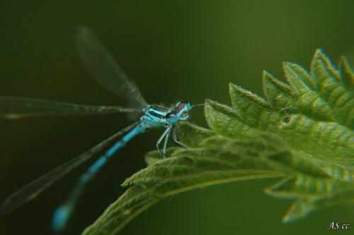 Coenagrion puella