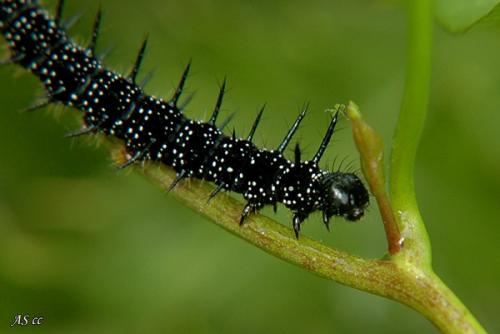 Aglais io