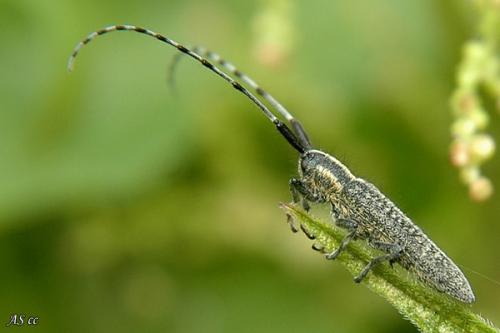 Agapanthia villosoviridescens