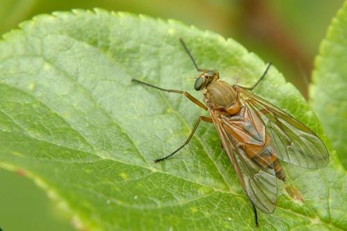 Réf. 10 750 : Rhagio tringarius