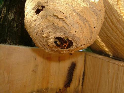 Vespa crabro
