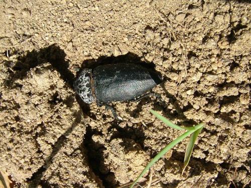 Capnodis tenebrionis