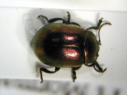 Réf. 10 542 : Chrysolina varians