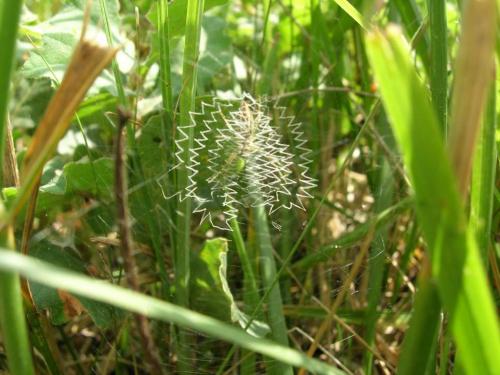 Argiope bruennichi