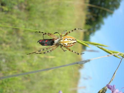 Réf. 10 727 : Aculepeira armida