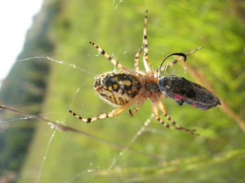 Réf. 10 929 : Aculepeira armida
