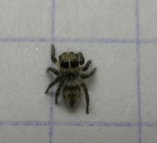 Philaeus chrysops