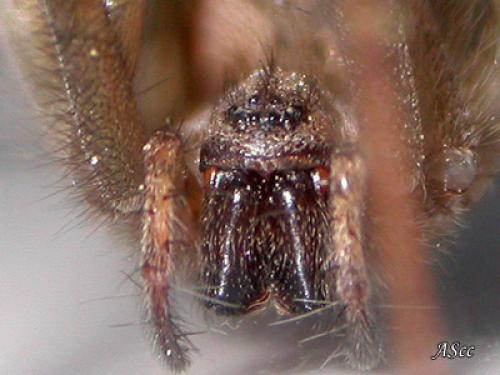 Tegenaria parietina