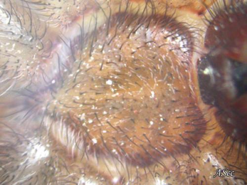 Tegenaria parietina