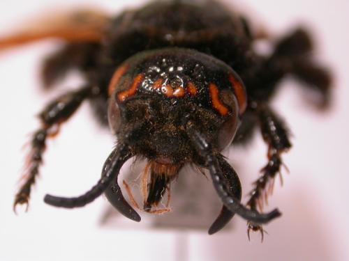 Réf. 10 792 : Megascolia maculata
