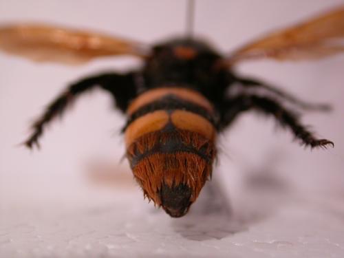 Megascolia maculata maculata